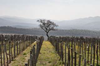 Tempranillo